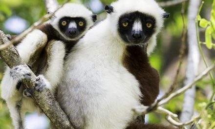Traveler Story: Madagascar Wildlife Encounters