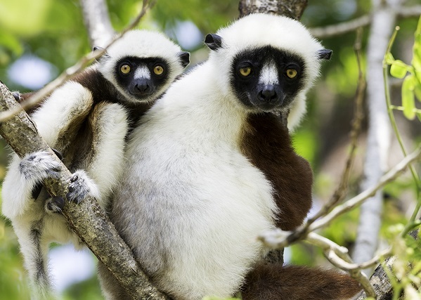 Coquerel's sifaka family