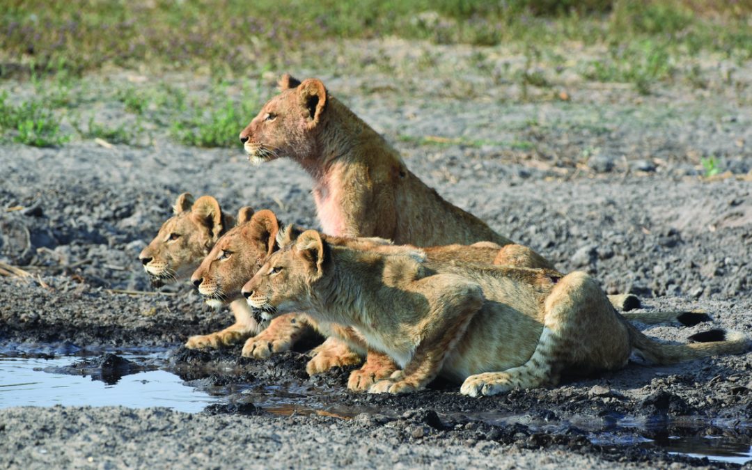 Wildlife Photo of the Week: Cubs Stare Down Prey