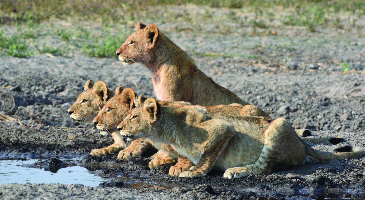 Wildlife Photo of the Week: Cubs Stare Down Prey