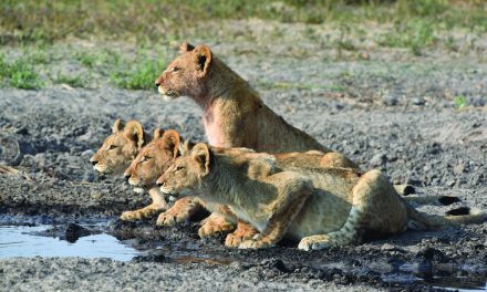 Wildlife Photo of the Week: Cubs Stare Down Prey