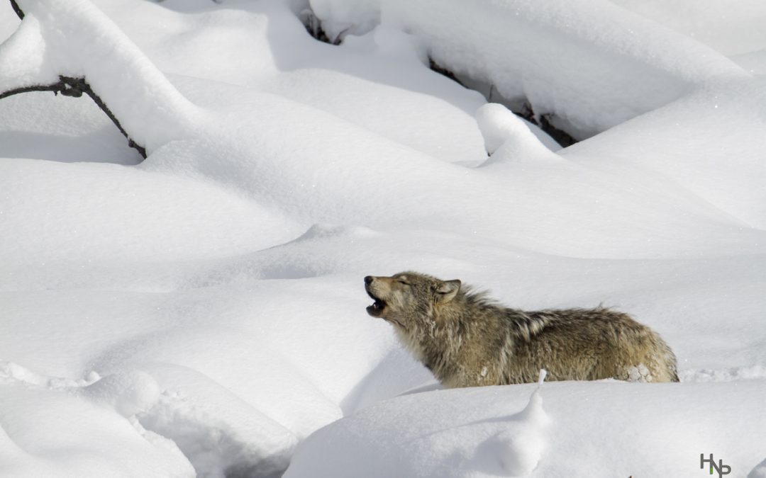 Wildlife Photo of the Week: Howling