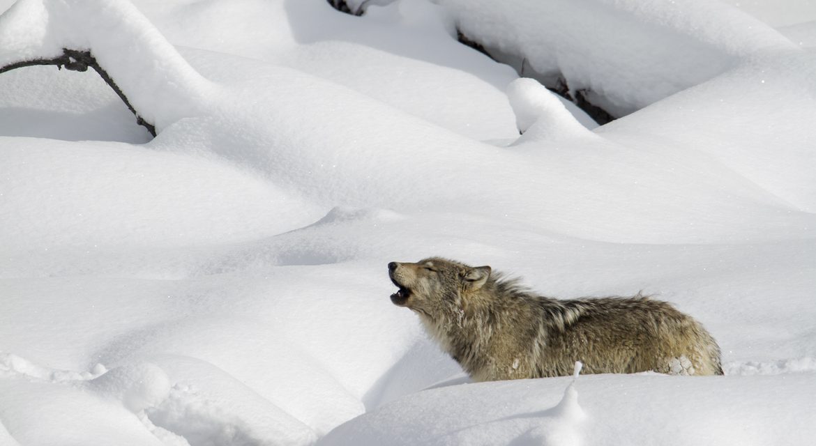 Wildlife Photo of the Week: Howling