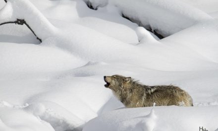 Wildlife Photo of the Week: Howling