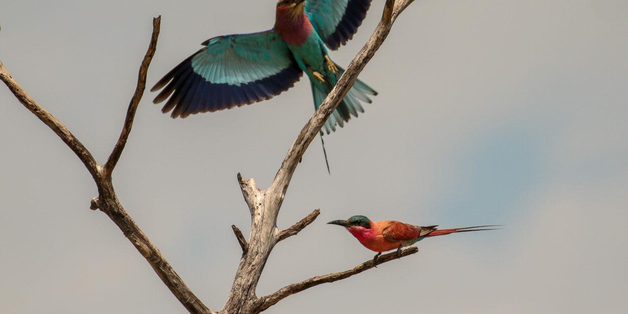 Reflections on the Birds of Botswana