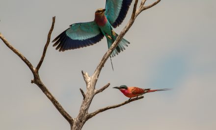 Reflections on the Birds of Botswana