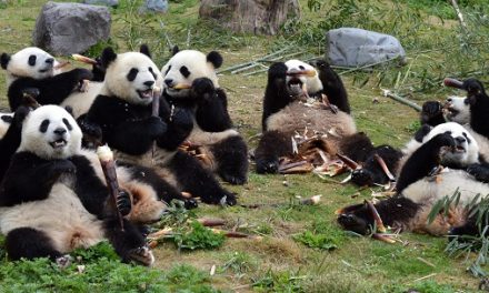 Traveler Story: China Panda Adventure