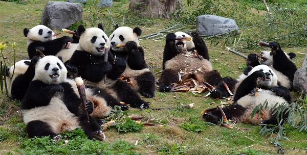 Panda Kindergarten at The Panda Center at Wolong Nature Reserve