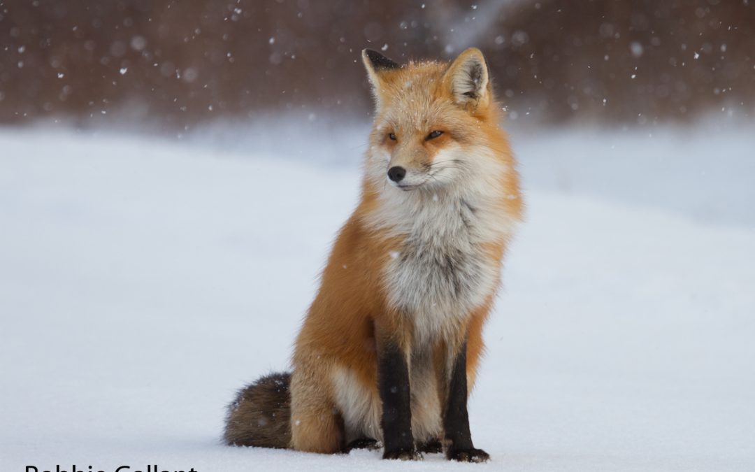 Wildlife Photo of the Week: Red Fox Sitting in Snow