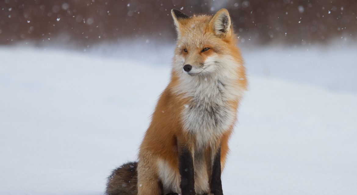 Wildlife Photo of the Week: Red Fox Sitting in Snow