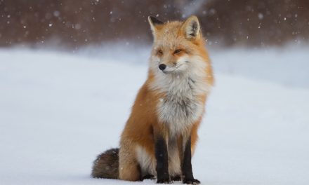 Wildlife Photo of the Week: Red Fox Sitting in Snow