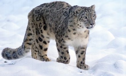 Snow Leopards and Sacred Mountains: Buddhist Monks Lead the Way in Conservation