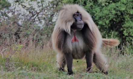 Traveler Story: Ethiopia Safari