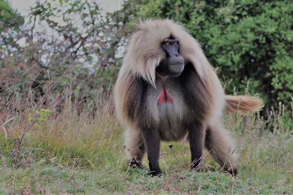 Wild gelada baboon in Ethiopia