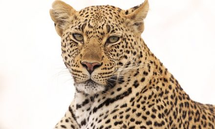 Traveler Stories: South Africa & Botswana Safari