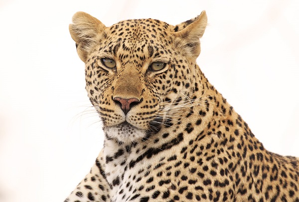 Leopard in Botswana