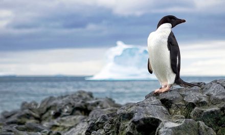 Fossil Finds and Penguin Packs: Final Frontiers Still Found on Earth