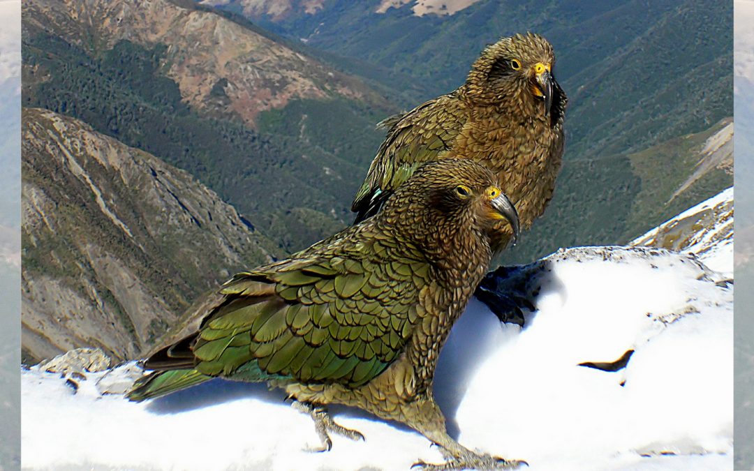 New Zealand Builds Gyms for “Problem” Birds
