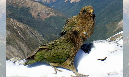 New Zealand Builds Gyms for “Problem” Birds