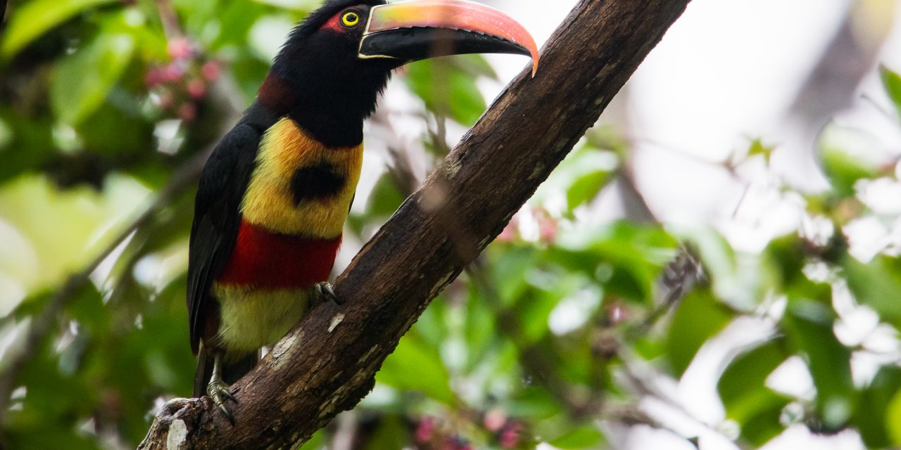 Wildlife Encounters in Costa Rica