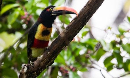 Wildlife Encounters in Costa Rica