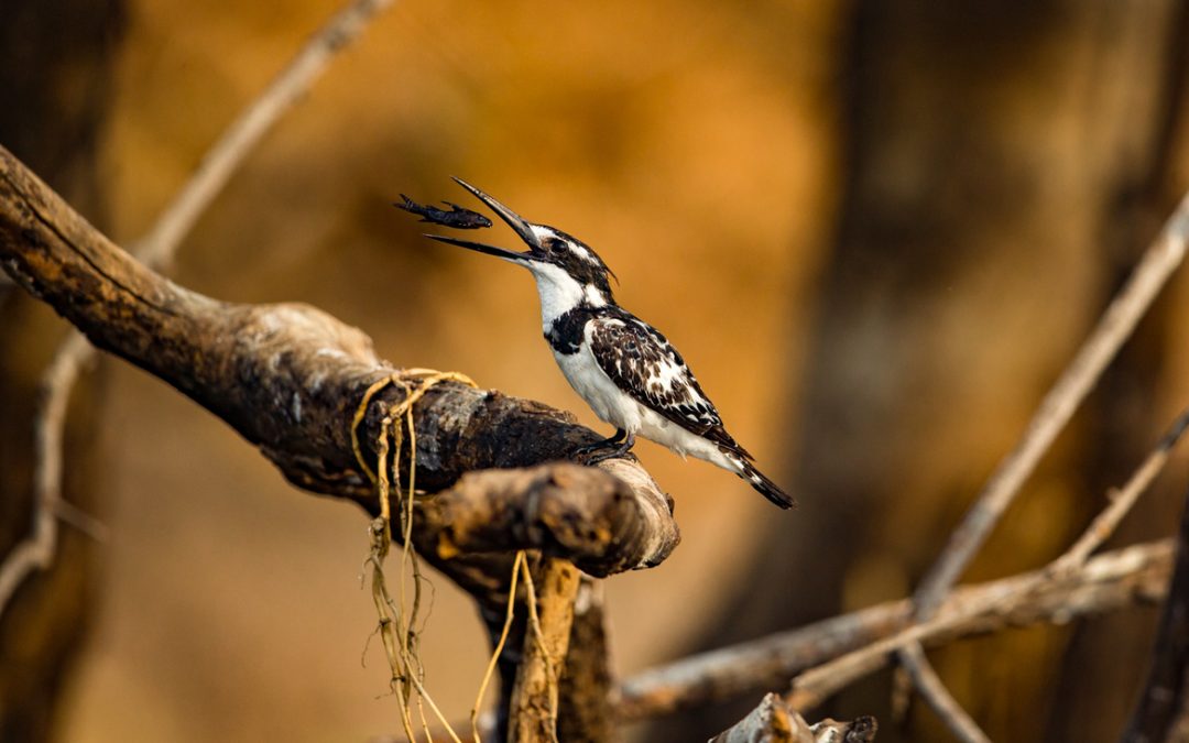 Wildlife Photo of the Week: Play with Prey