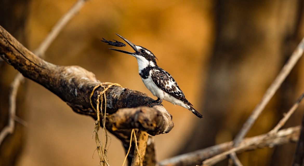 Wildlife Photo of the Week: Play with Prey