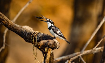 Wildlife Photo of the Week: Play with Prey