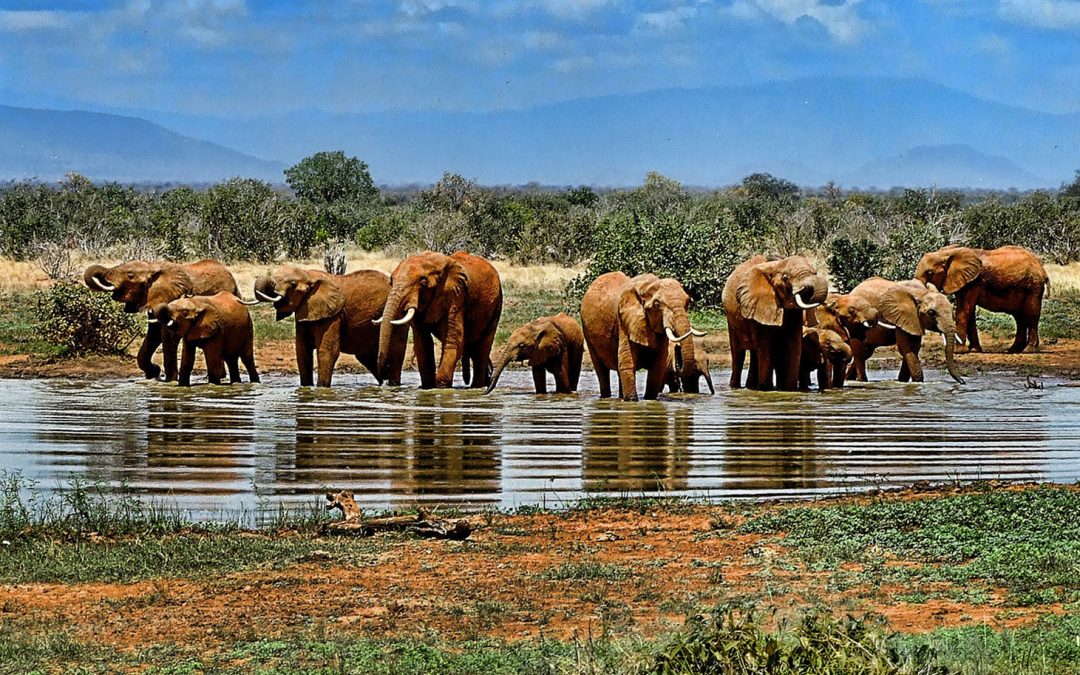 Small Things about Big Issues: Elephant Trophies Now Again Allowed into the U.S.