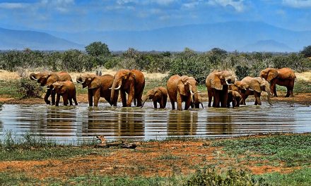 Small Things about Big Issues: Elephant Trophies Now Again Allowed into the U.S.