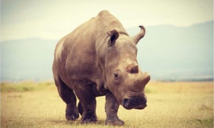 Could We Have Done More to Help Save the Northern White Rhino?