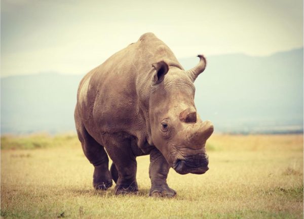 Could We Have Done More to Help Save the Northern White Rhino?