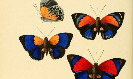 Thank You, Butterflies! | Olaf’s Corner