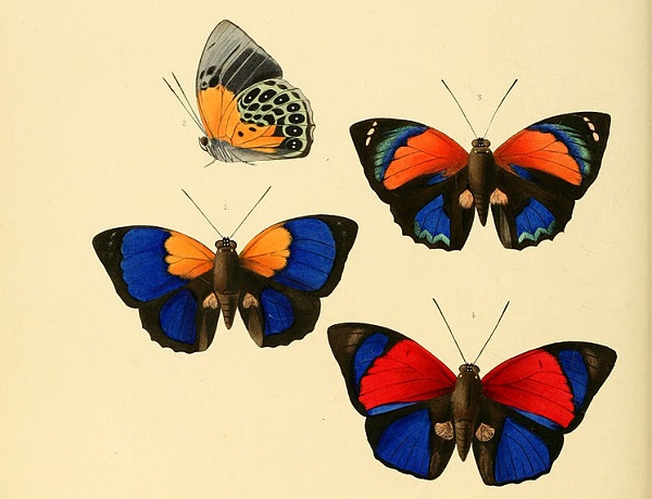 Butterflies of South America