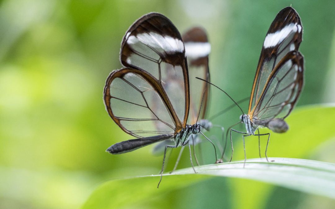 Wildlife Photo of the Week: Glass Butterflies