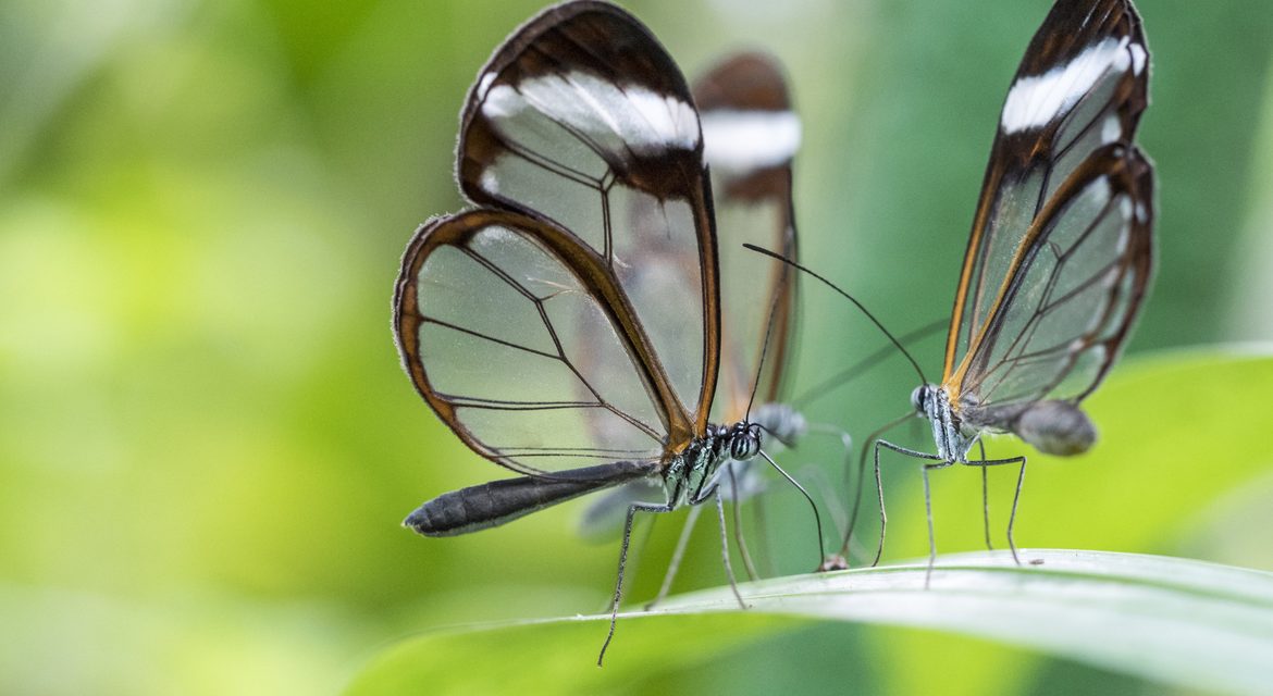Wildlife Photo of the Week: Glass Butterflies