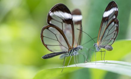 Wildlife Photo of the Week: Glass Butterflies