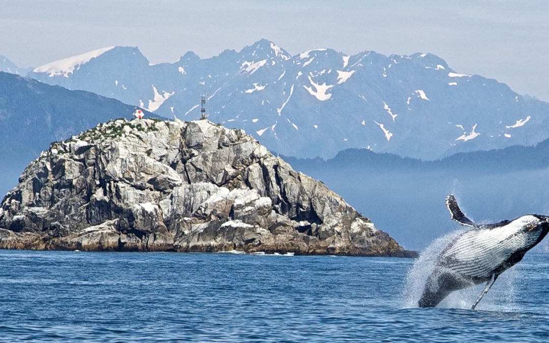Video: When Whales Walked