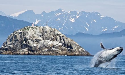 Video: When Whales Walked