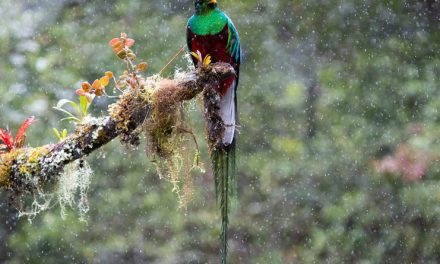 Wildlife Photo of the Week: Quetzal