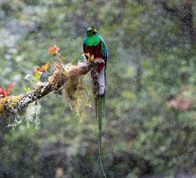 Wildlife Photo of the Week: Quetzal
