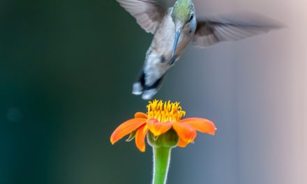 Wildlife Photo of the Week: Ruby Throated Hummingbird