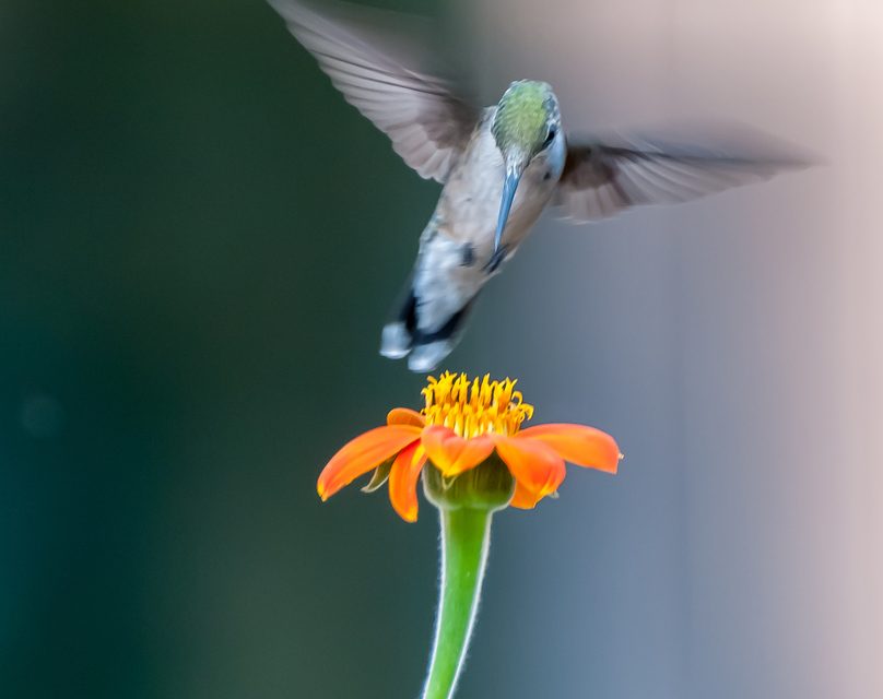 Wildlife Photo of the Week: Ruby Throated Hummingbird