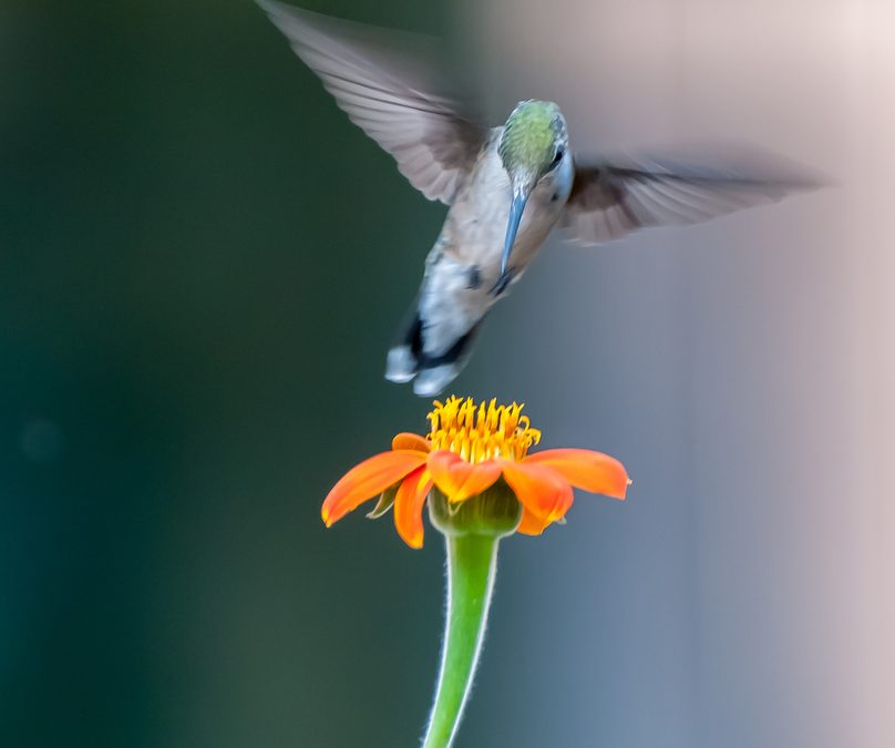 Wildlife Photo of the Week: Ruby Throated Hummingbird
