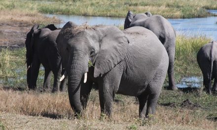 Summer Solstice in Botswana