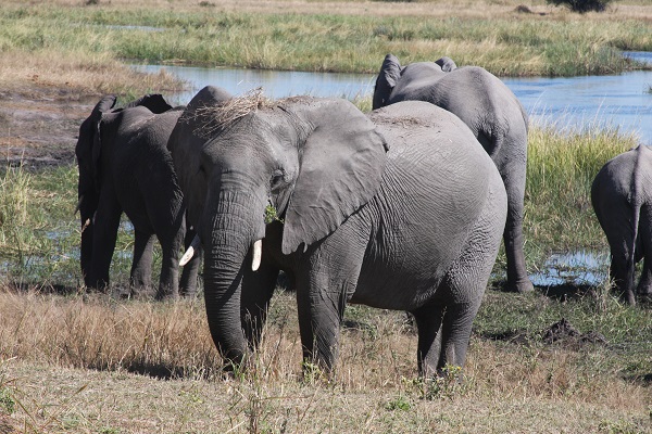 Elephant in Botswana