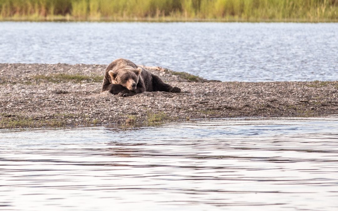 Wildlife Photo of the Week: Think I’ll Take a Little Nap