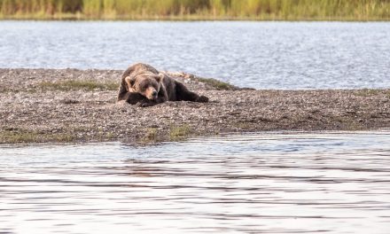 Wildlife Photo of the Week: Think I’ll Take a Little Nap