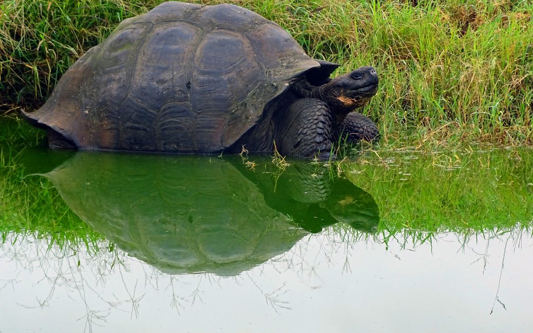 Tune In: A Galapagos Binge