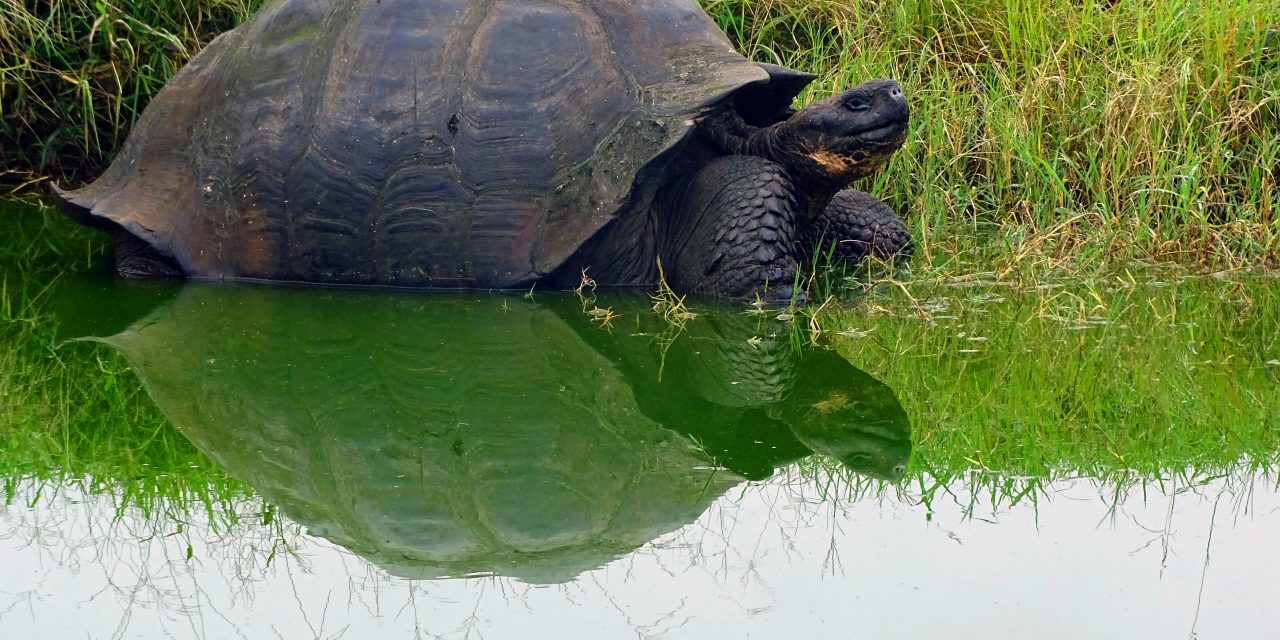 Tune In: A Galapagos Binge